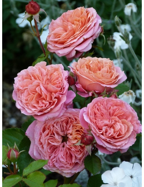 Mary Ann - Róża Wielkokwiatowa